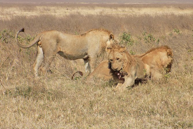 Private 4 Days Wildlife Safari at Tanzania - Why This Safari Stands Out