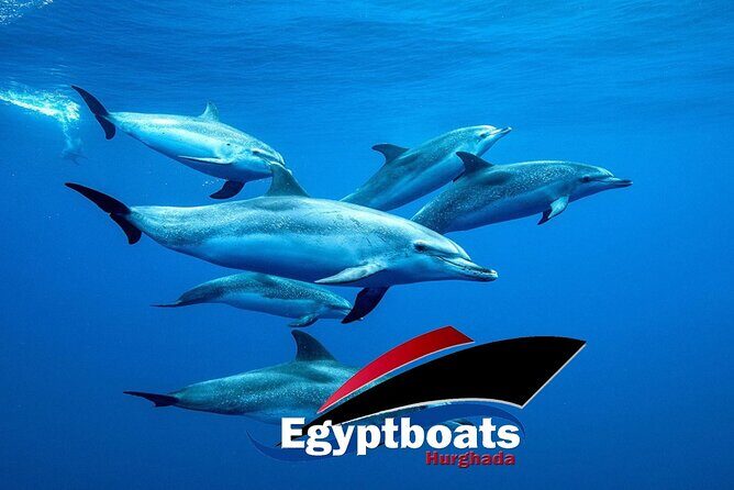PRIVATE! | 4-hour Speed Boat Trip | Swim With Dolphins, Snorkeling & Island - The Value of a Private Tour