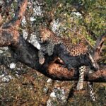 Private 4x4 Safari Tour in Kruger National Park - Final Thoughts: Is It Worth It?