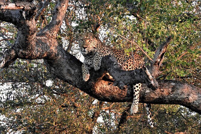 Private 4x4 Safari Tour in Kruger National Park - Final Thoughts: Is It Worth It?