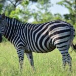 Private 5-Day Overnight Safari In Kruger Park from Skukuza Airport - The Value Proposition
