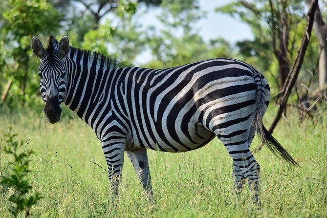 Private 5-Day Overnight Safari In Kruger Park from Skukuza Airport - The Value Proposition