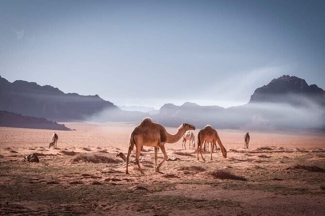 Private 5-Day Tour in Jodan - Transportation and Guide Service