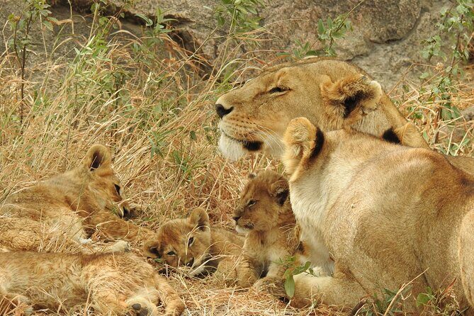 Private 5 Days Camping Tour in Serengeti National Park - Why You’ll Love This Safari