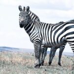 Private 5-Days Serengeti Trails with Kojuu Safaris - The Value and Experience