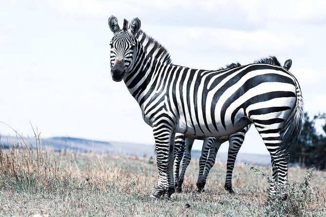 Private 5-Days Serengeti Trails with Kojuu Safaris - The Value and Experience