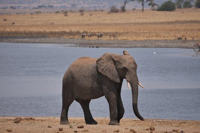 Private 5 Days Tanzania Safari - Practical Considerations
