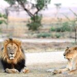 Private 5-Hour Lion Park Tour from Johannesburg or Pretoria - Discovering the Lion & Safari Park: What to Expect