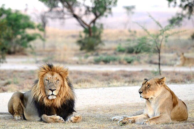 Private 5-Hour Lion Park Tour from Johannesburg or Pretoria - Discovering the Lion & Safari Park: What to Expect