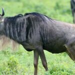 Private 6-Day Great Migration Ndutu Serengeti Safari Tour - Who Is This Tour Best Suited For?