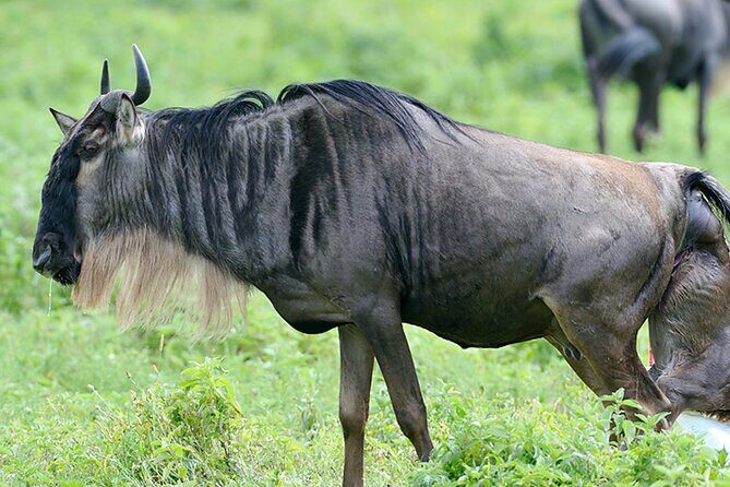 Private 6-Day Great Migration Ndutu Serengeti Safari Tour - Who Is This Tour Best Suited For?