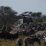 Private 6 Day Great Wildebeest Migration Ndutu Calving Season - Who This Tour Is Perfect For