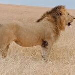 Private 6-Days Tour Exploring in Amboseli & Nakuru National Park - Key Points