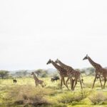 Private 7 Days Classic Safari Tour in Tanzania - What Makes This Tour Stand Out?
