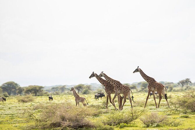 Private 7 Days Classic Safari Tour in Tanzania - What Makes This Tour Stand Out?