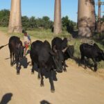 Private 9-Day Morondava Baobabs and Andasibe Lemurs Tour - Does the Price Match the Experience?