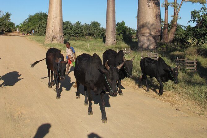Private 9-Day Morondava Baobabs and Andasibe Lemurs Tour - Does the Price Match the Experience?