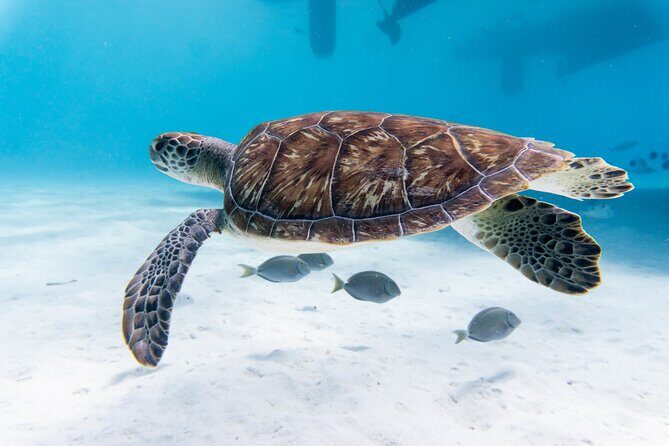Private Abu Dabbab Over Day Snorkeling with Turtles - Hurghada - Frequently Asked Questions