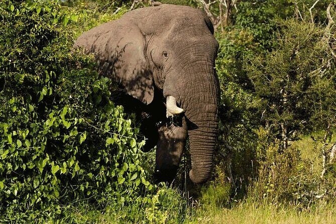Private Big 5 Safari at Aquila Game Reserve from Cape Town - The Itinerary: A Well-Rounded Day