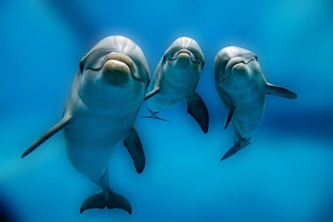 Private Boat Full Day Swimming With Dolphins Trip - Hurghada - Authentic Experiences and Reviewer Insights