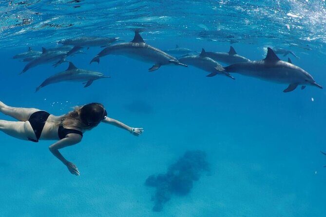 Private Boat To Dolphin House & Snorkeling with Lunch - Hurghada - What Travelers Say