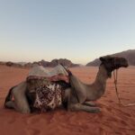 Private Camel Ride Sunset View at Wadi Rum, 30% off - Authentic Bedouin Hospitality and Cultural Touches
