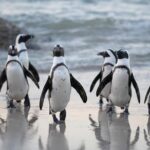 Private Cape Peninsula Tour, With Close Range Penguin Encounter From Cape Town. - Transport, Timing, and Value