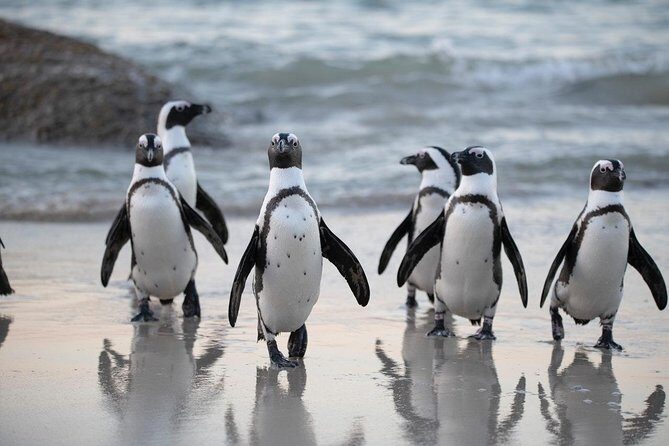 Private Cape Peninsula Tour, With Close Range Penguin Encounter From Cape Town. - Transport, Timing, and Value