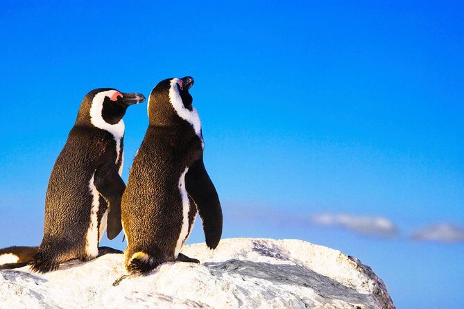 Private Cape Peninsula Tour - Chapmans Peak Drive: Coastal Beauty at Its Best