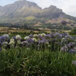Private Cape Winelands Tour from Cape Town - Who Will Love This Experience?