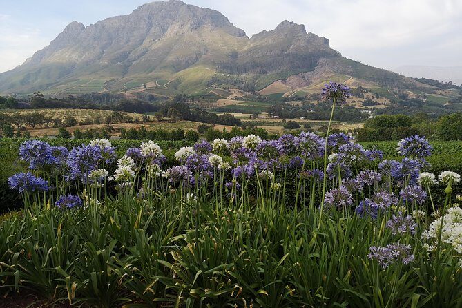 Private Cape Winelands Tour from Cape Town - Who Will Love This Experience?