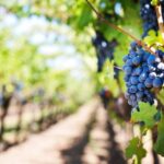 Private Cape Winelands Wine Tasting Tour - The Stop Highlights & Authentic Touches