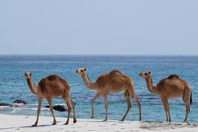 Private Caribian Orient (Swiming in Fazayeh Beach ) - Whats Included and Whats Not?
