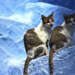 Private Chefchaouen Day Trip From Fez - Authentic Experiences as Reported by Travelers