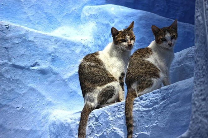 Private Chefchaouen Day Trip From Fez - Authentic Experiences as Reported by Travelers