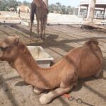 Private City tour and sightseeing in Bahrain - A Closer Look at the Itinerary
