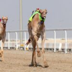 Private Combo Tour to Sheikh Faisal Museum and Camel Racing Track - Who Should Consider This Tour?