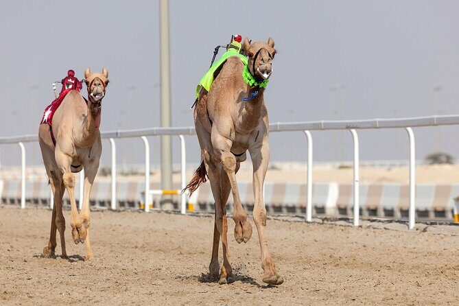 Private Combo Tour to Sheikh Faisal Museum and Camel Racing Track - Who Should Consider This Tour?