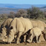 Private Custom Day Tour from Cape Town - The Cost and Its Value