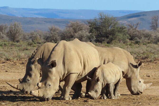 Private Custom Day Tour from Cape Town - The Cost and Its Value