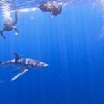 Private Day Seafari in the Azores follow Marine Biologist - Value and Pricing Analysis