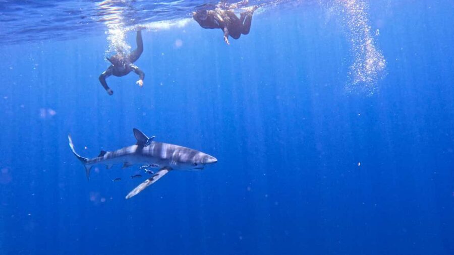 Private Day Seafari in the Azores follow Marine Biologist - Value and Pricing Analysis