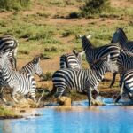 Private Day Tour Amboseli National Park, View Mt. Kilimanjaro 4*4 - Authentic Experiences from Reviewers