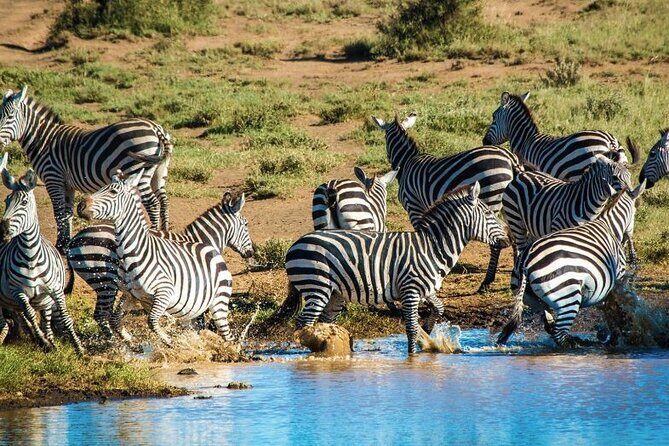 Private Day Tour Amboseli National Park, View Mt. Kilimanjaro 4*4 - Authentic Experiences from Reviewers