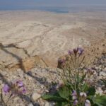 Private Day Tour in Masada and the Dead Sea - A Closer Look at the Itinerary