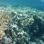 Private Day Tour of Ras Mohammed National Park with Snorkeling - Who Should Consider This Tour?