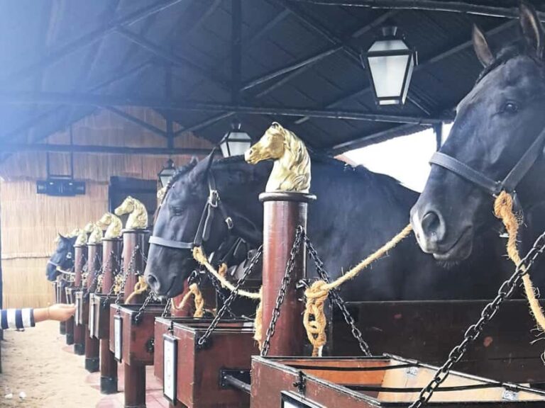 Private Day Tour Tagus River, olive oil, winery and horses - Who Should Consider This Tour?