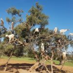 Private Day Trip from Marrakech to Essaouira City - The Value of This Tour: What Makes It Stand Out