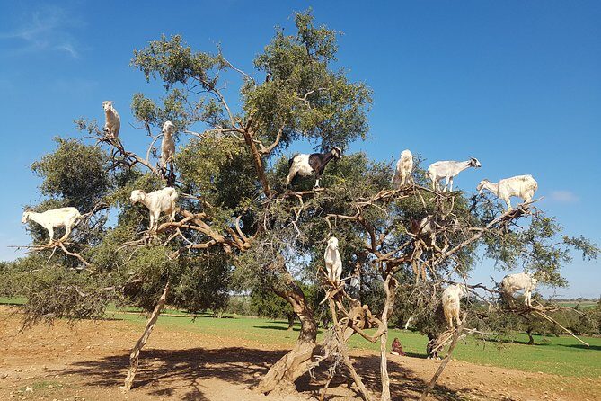 Private Day Trip from Marrakech to Essaouira City - The Value of This Tour: What Makes It Stand Out