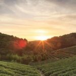 Private Day Trip to Kiambethu Tea Farm in Limuru from Nairobi - What Sets This Tour Apart?